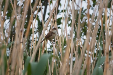Recent Sightings 30th June 2025